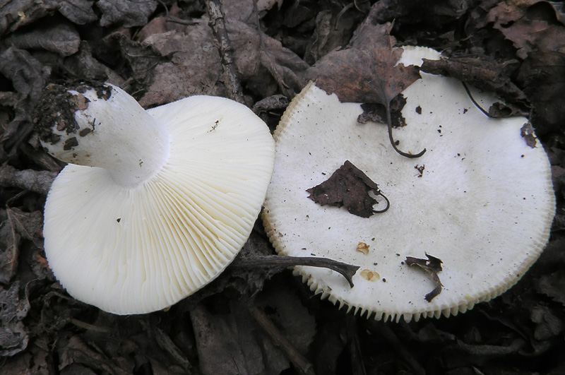 Russula exalbicans